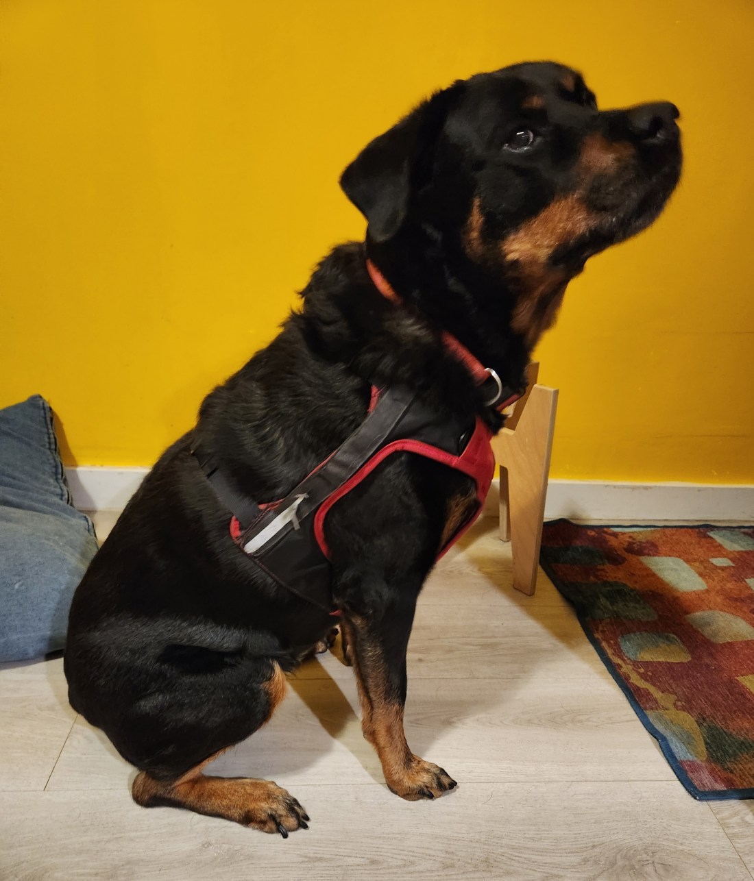 Image shows Maite in a nice sit position showing off her "riding jacket" which is red and black. She wears it when she rides in the car. Also visible is her blue bed on the left, her bowl stand behind her and a colorful rug to her right.
